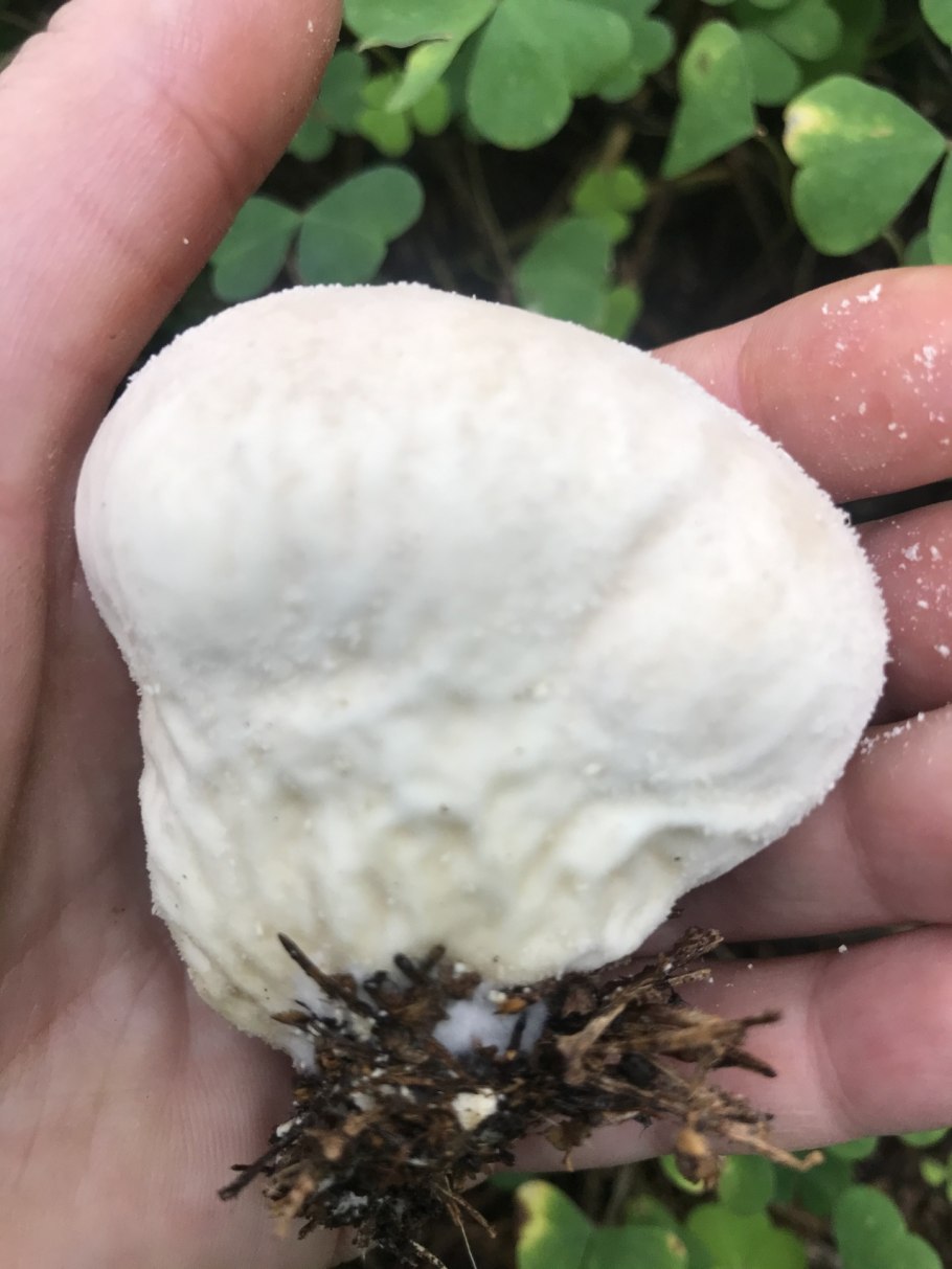 Дождевик гриб Крымский