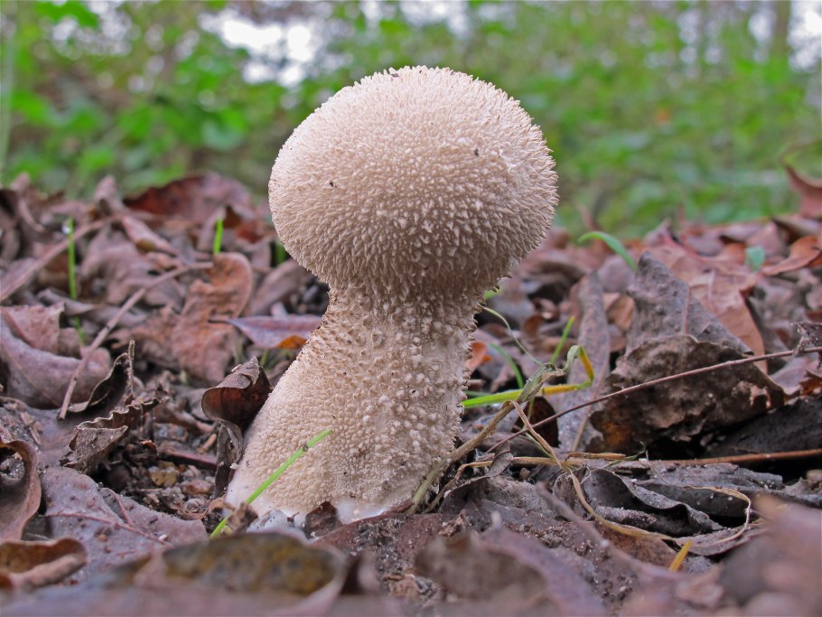 Гриб дождевик библ