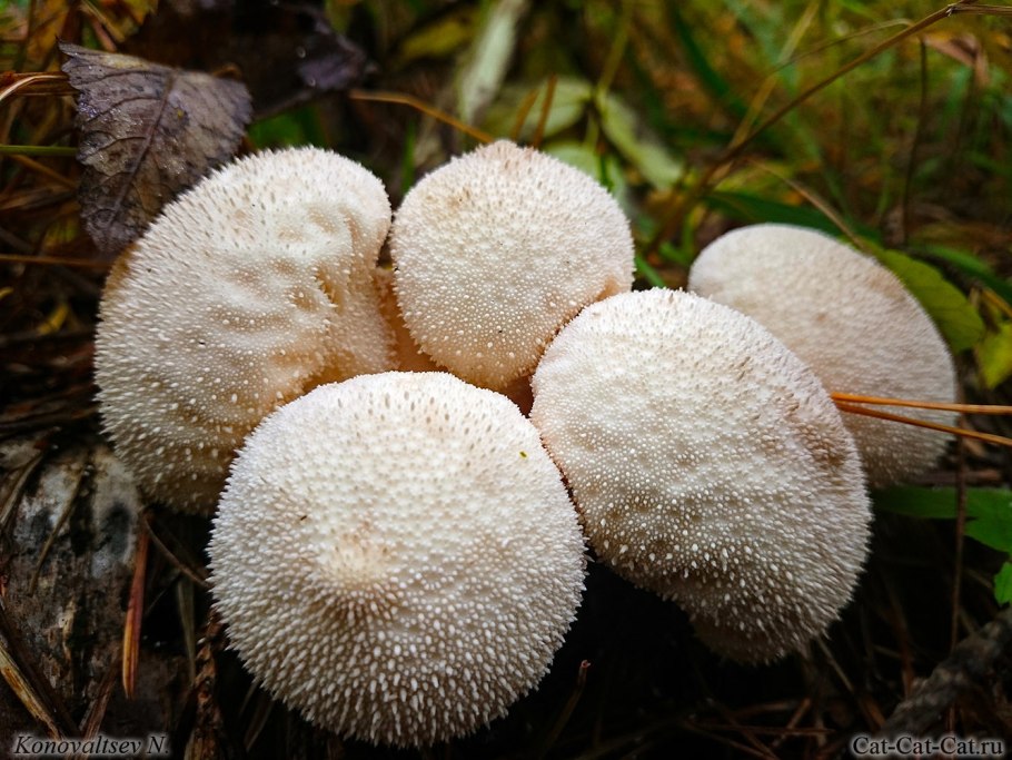 Гриб дождевик шиповатый съедобный