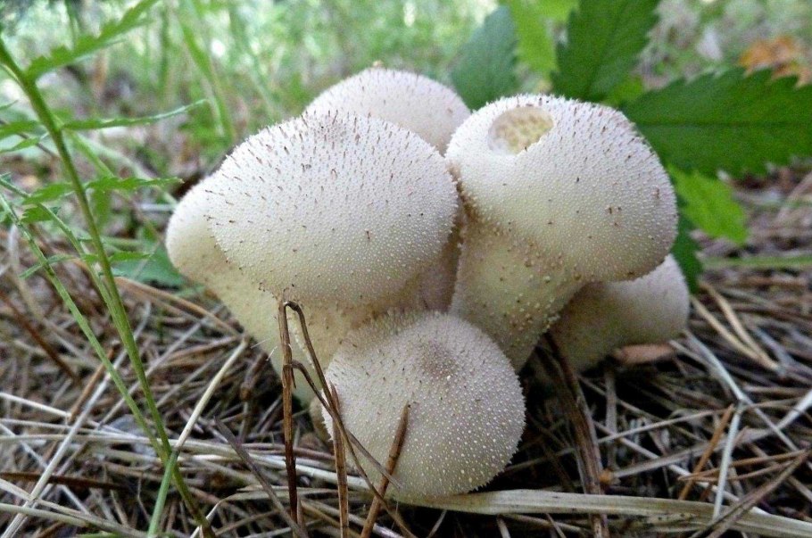 Дождевик шиповатый lycoperdon perlatum