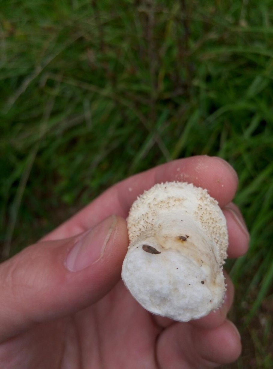 Гриб дождевик в лесу