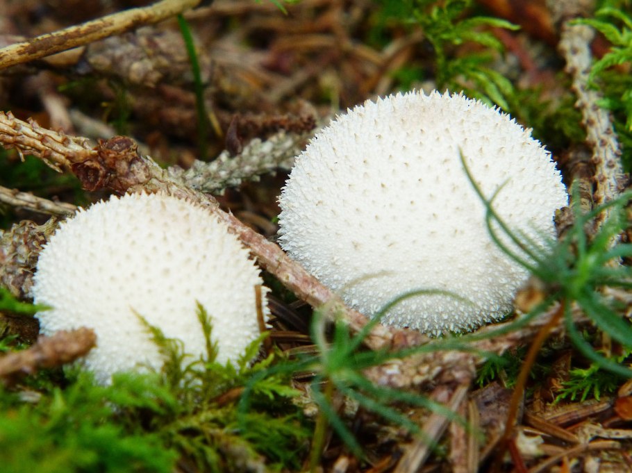 Дождевики / puffballs