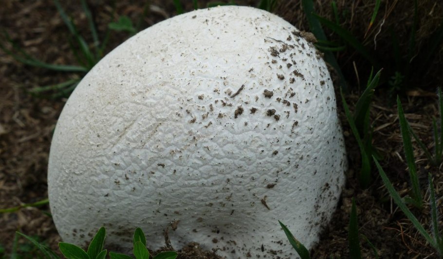 Гриб дождевик гибриды прогорклость