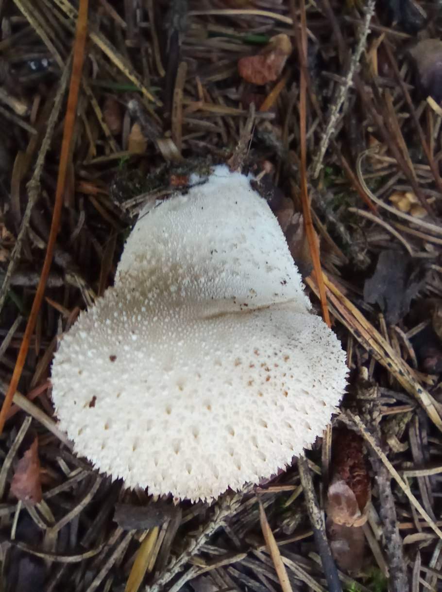 Дождевик гриб съедобный или нет