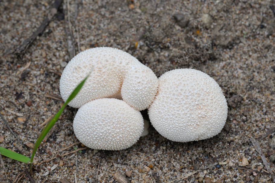 Гриб Calvatia gigantea