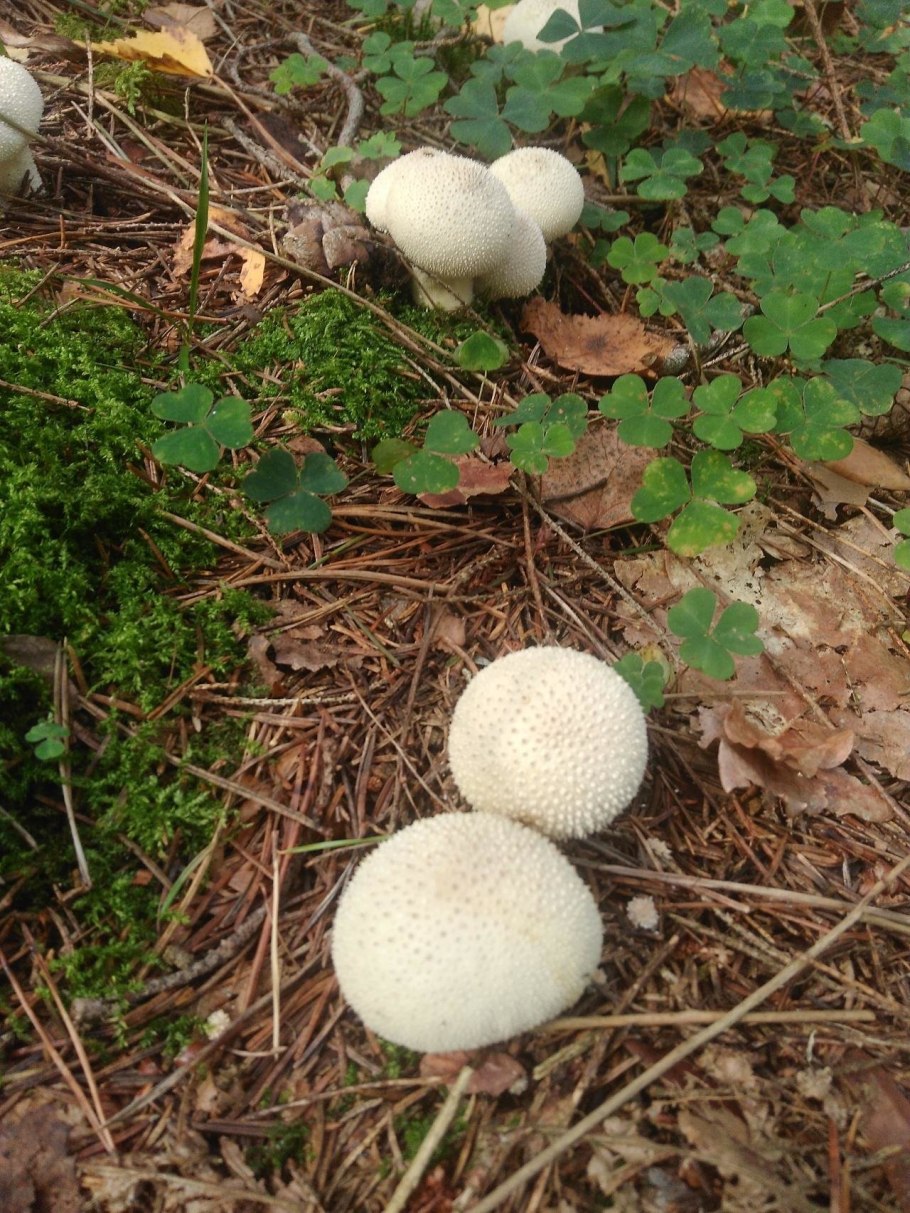 Гриб дождевик шиповатый луговой