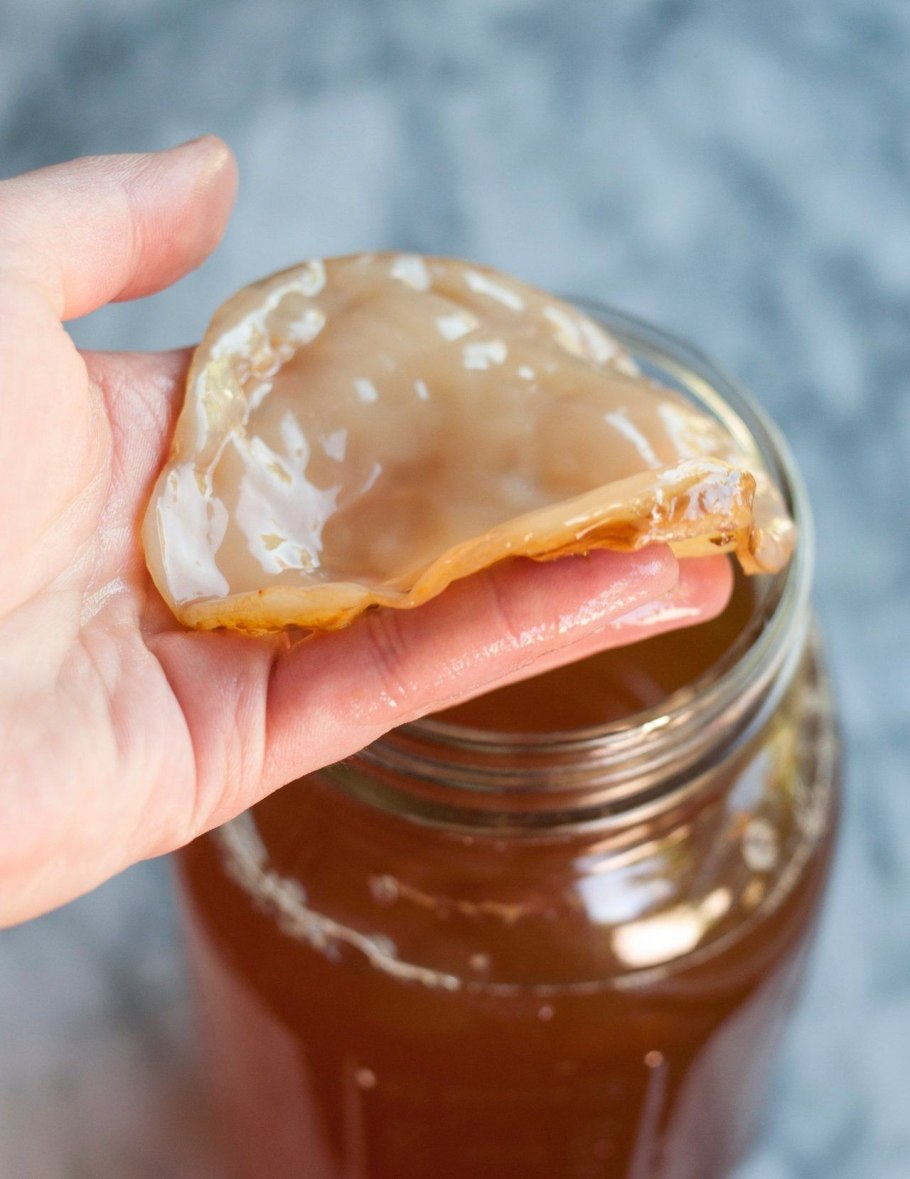 Живой чайный гриб Комбуча