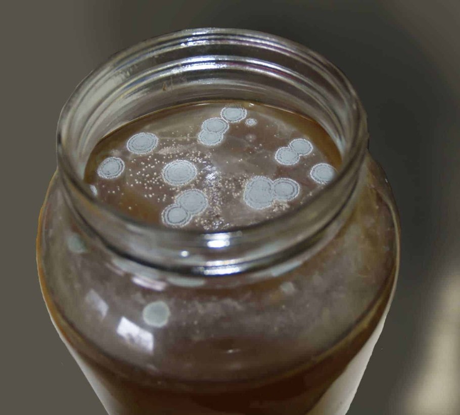 Чайный гриб 90-е