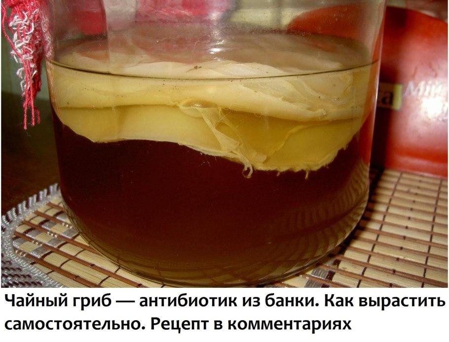 Самый большой чайный гриб в мире