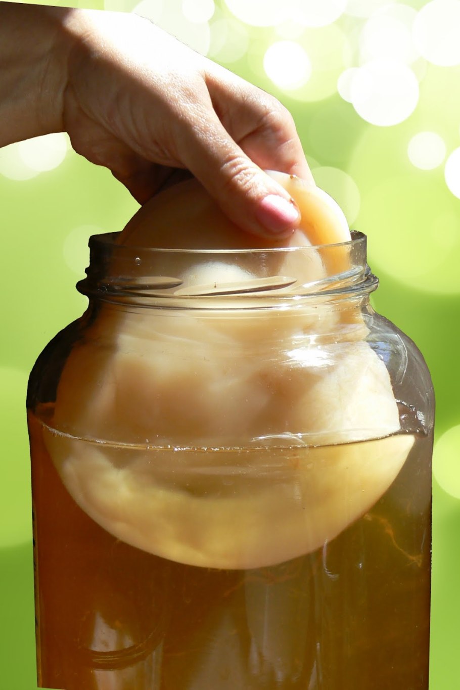 Kombucha чайный гриб