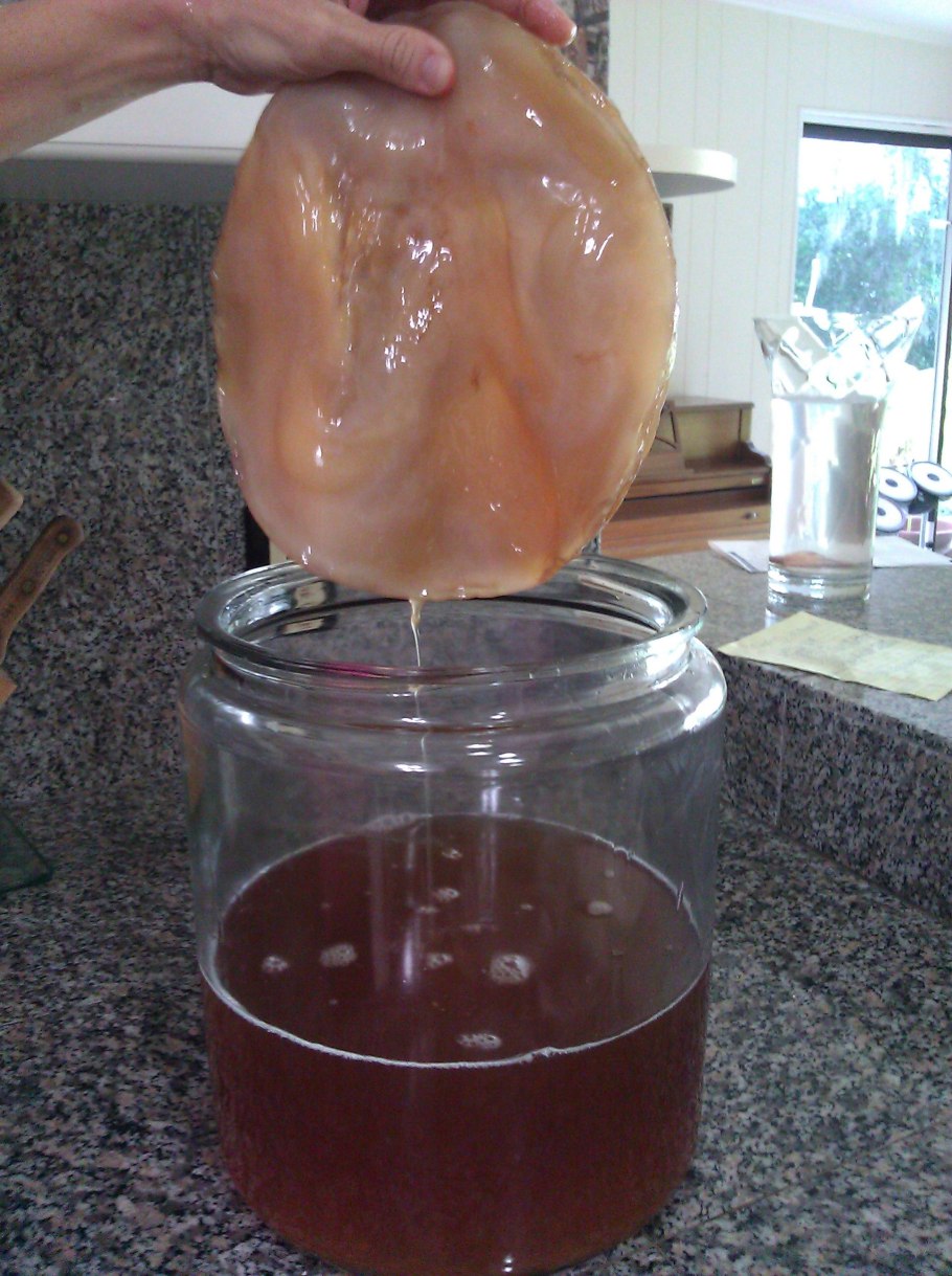 Чайный гриб 100 кг