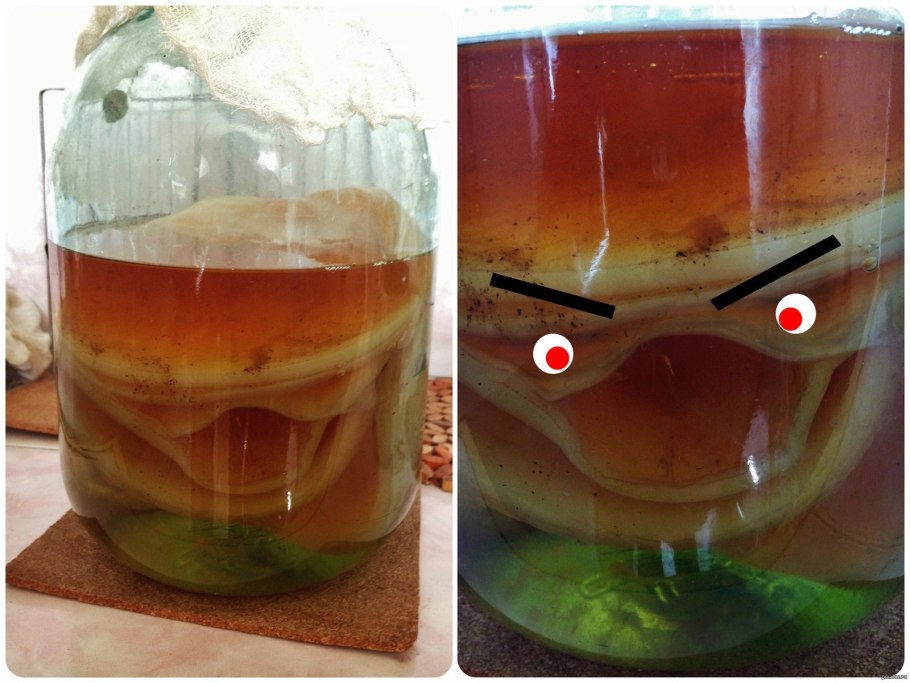 SCP чайный гриб