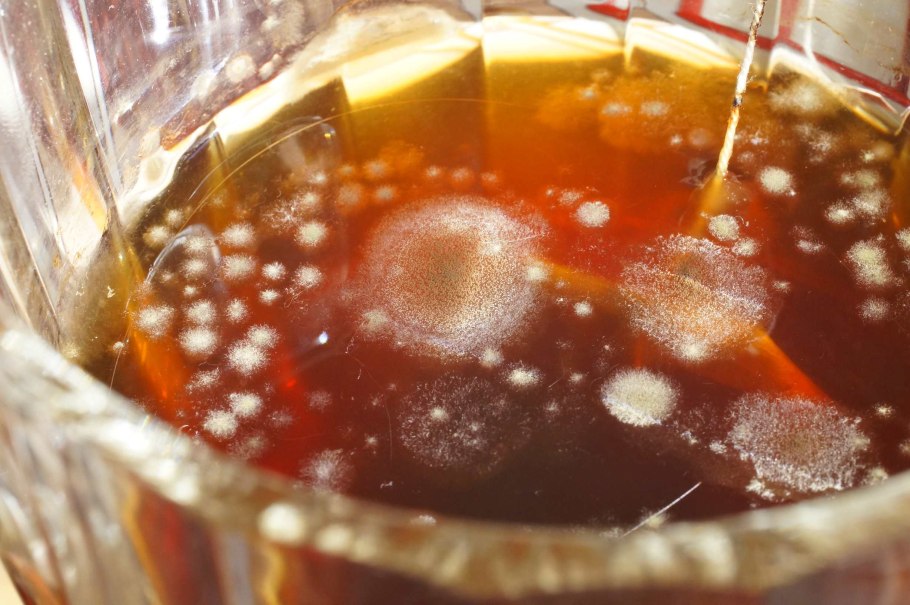 Чайный гриб заплесневел