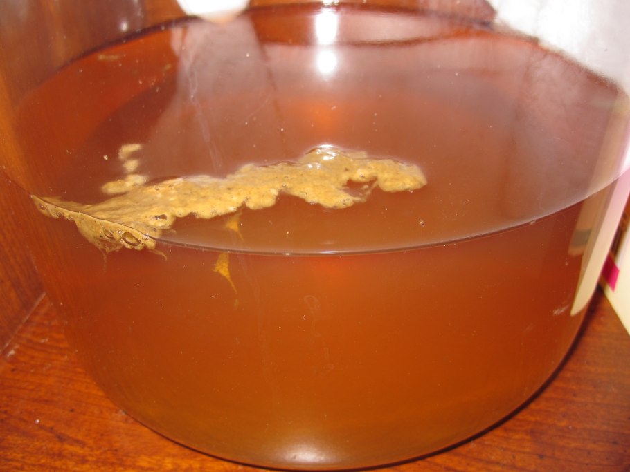 Зарождение чайного гриба