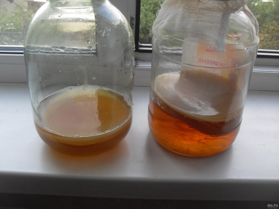 Чайный гриб засушенный