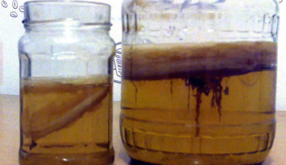 Чайный гриб с нуля в домашних