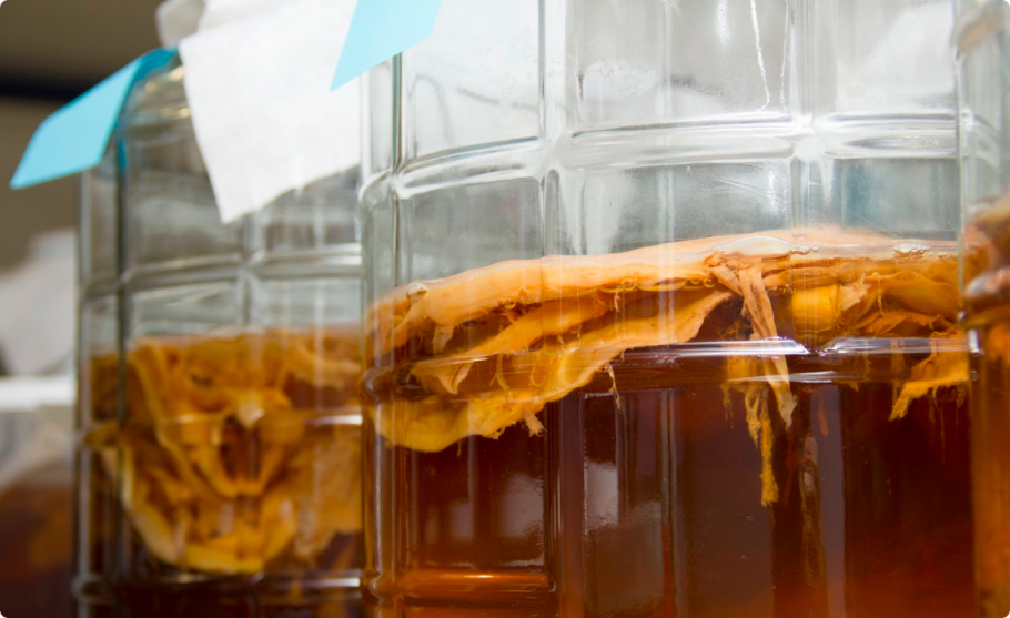 Чайный гриб медуза