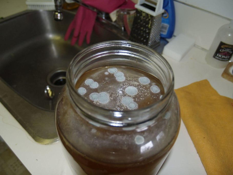 Чайный гриб на Петри