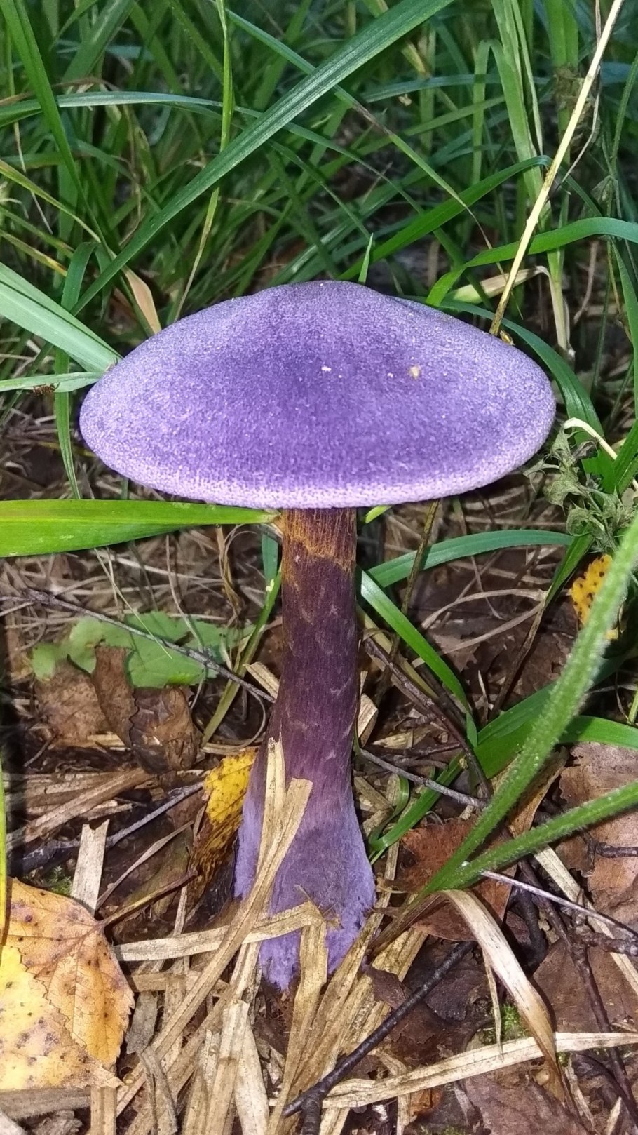 Грибы которые