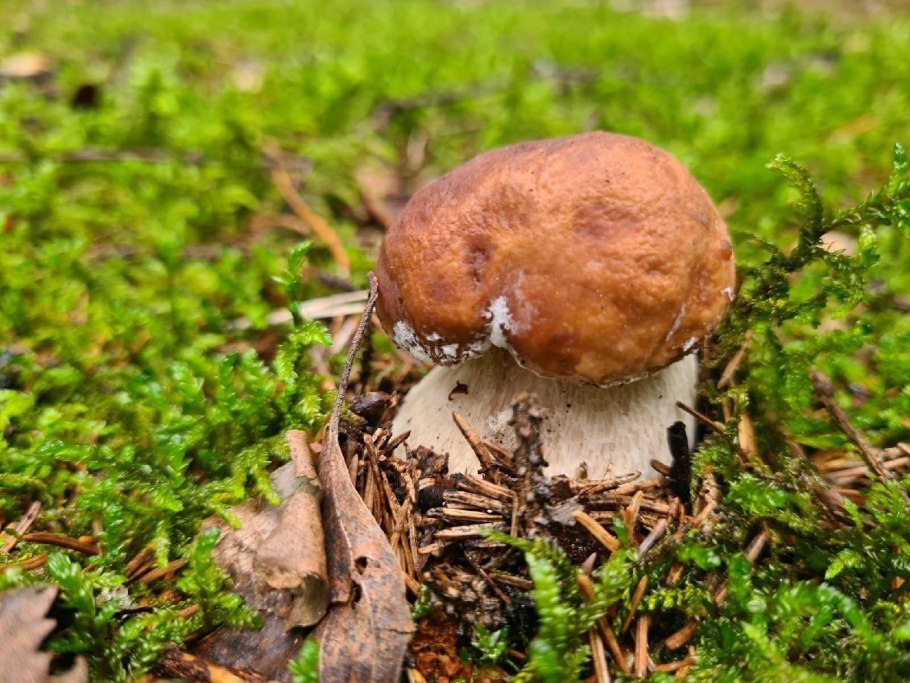 Чешуйчатка ворсистая