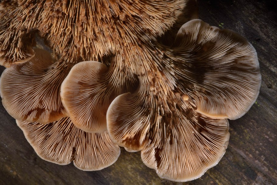 Ежовик бледный