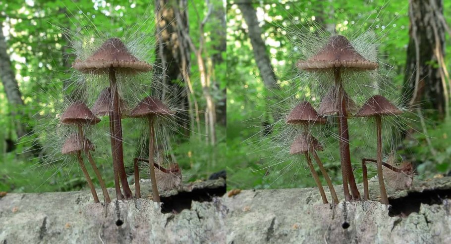 Спинеллюс ощетинившийся