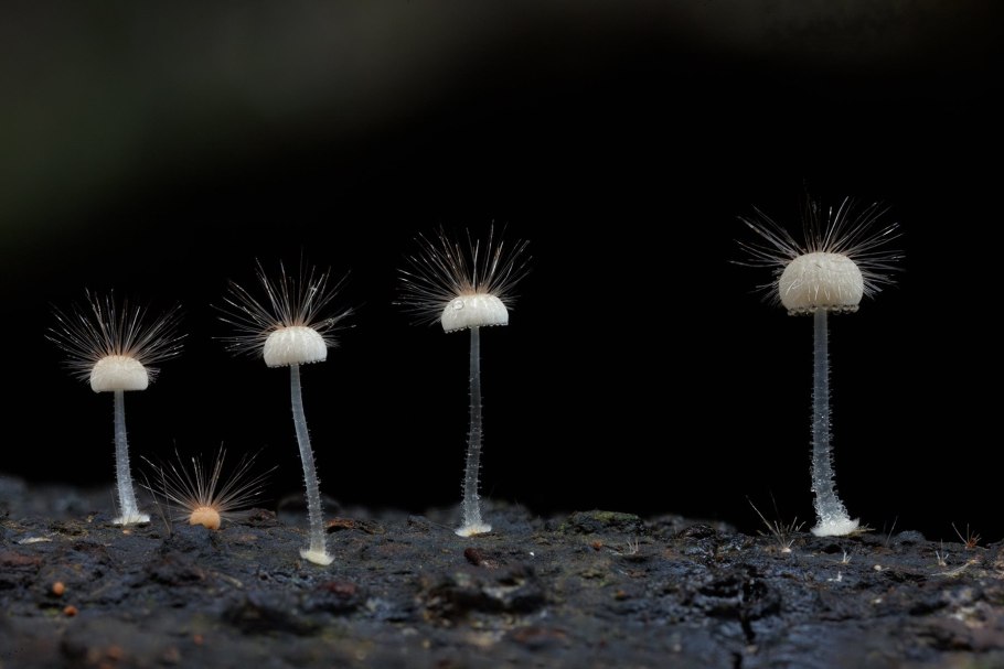 Гриб Гиропорус