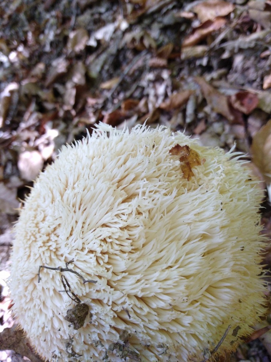 Ежовик Герициум