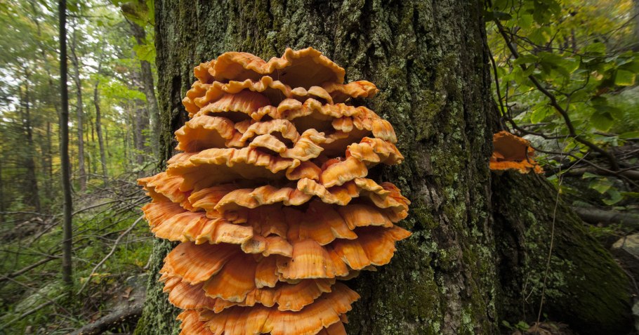 Древесный гриб трутовик