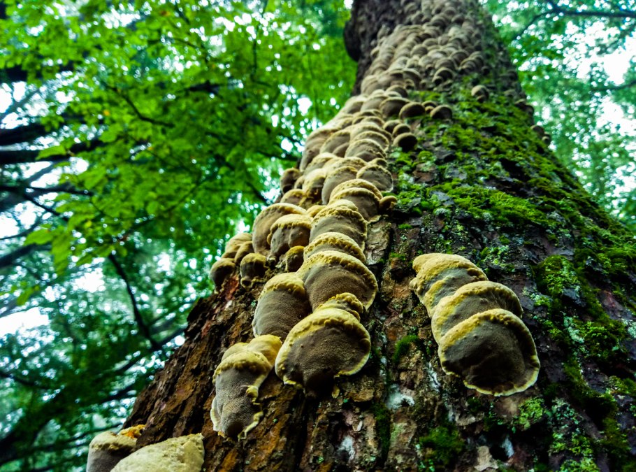 Трутовик на дереве