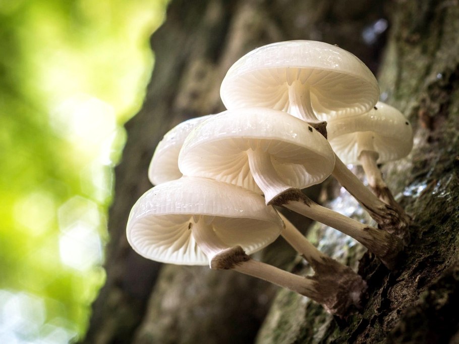 Фламмулина белая