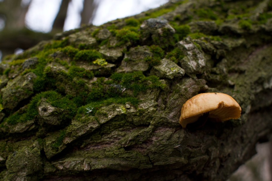 Белый гриб на дереве