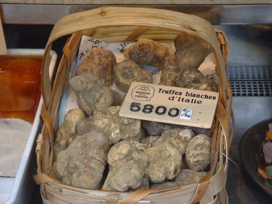 Земляной гриб трюфель