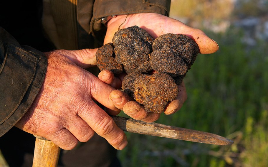 Крымский белый трюфель