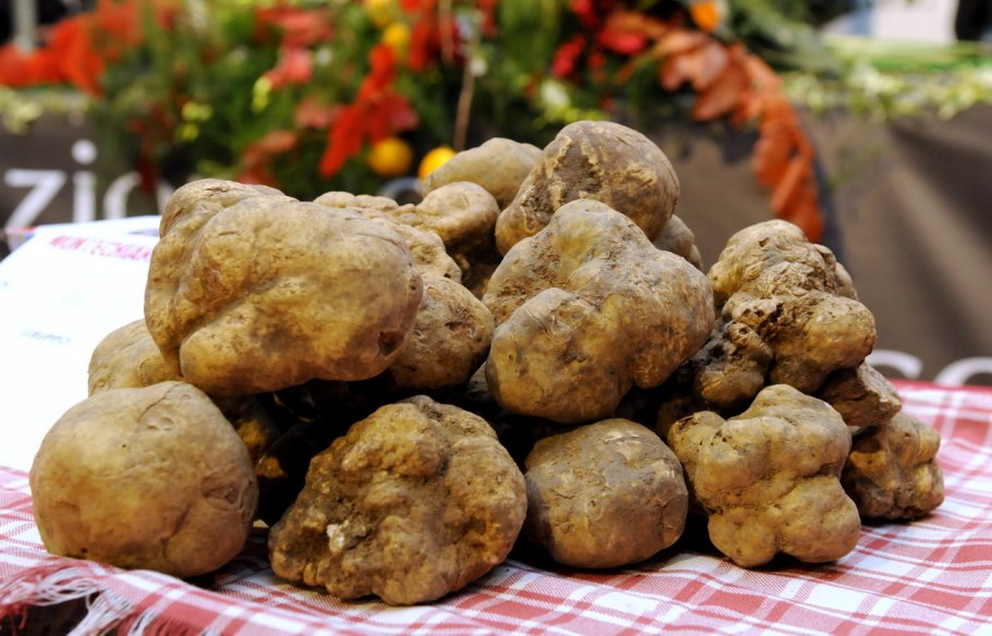 Самый дорогой гриб трюфель