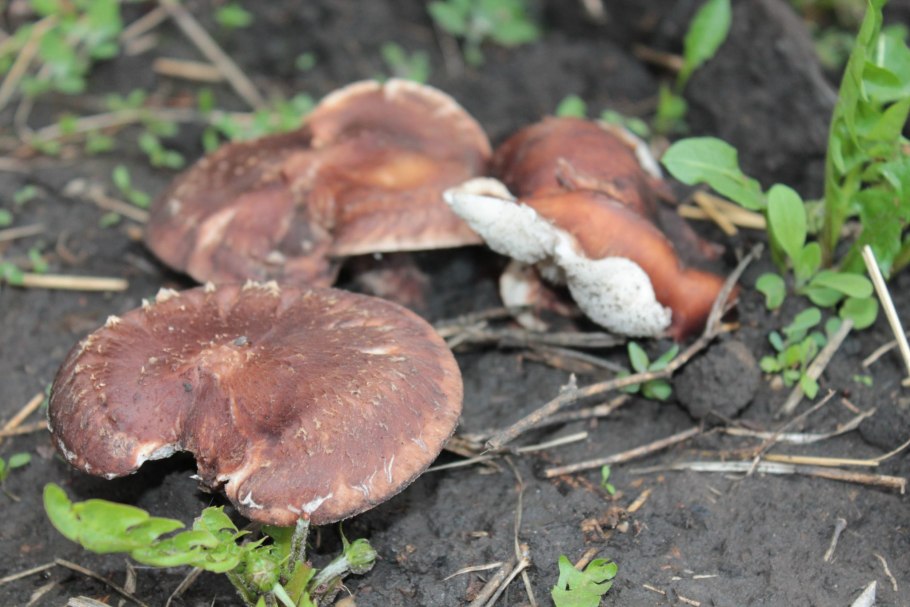 Грибы Кубанский трюфель