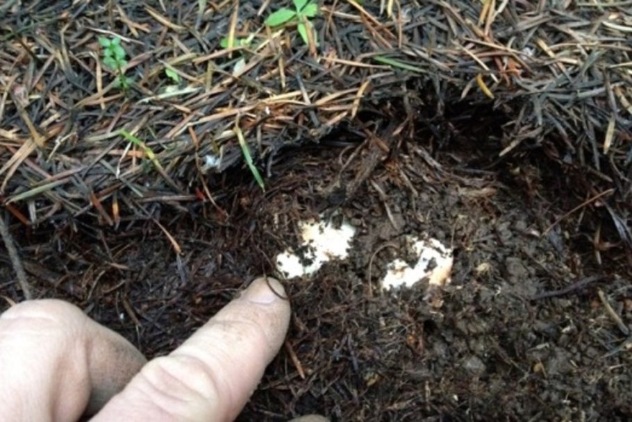 Italian White Alba Truffle