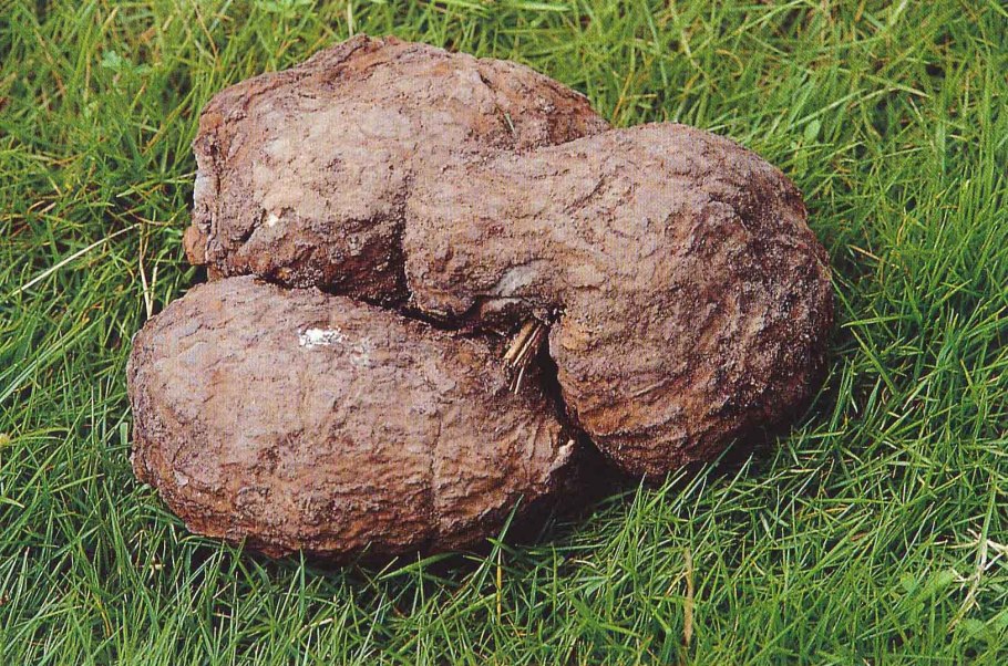 Трюфели и белые грибы