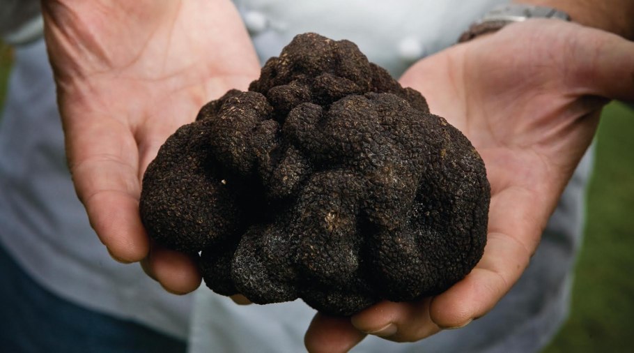 Трюфель гриб