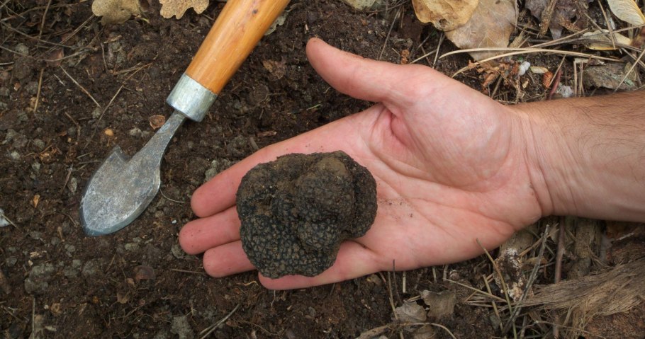 Трюфель розовеющий