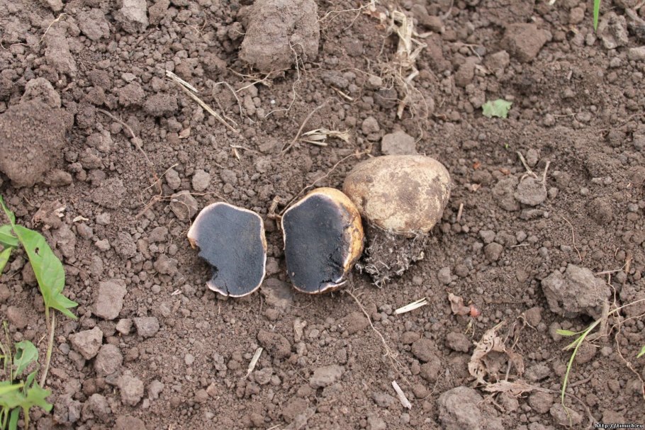 Трюфель белый (choiromyces meandriformis)