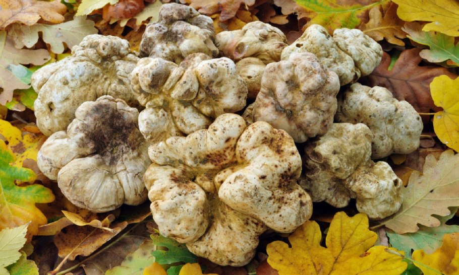 Грибы Ленобласти