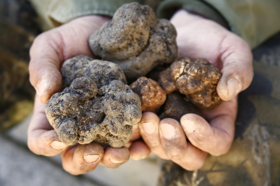 Трюфели и белые грибы