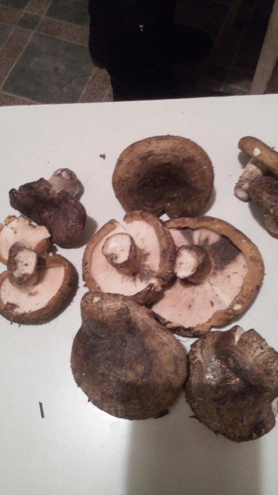 Гриб похожий на черный груздь