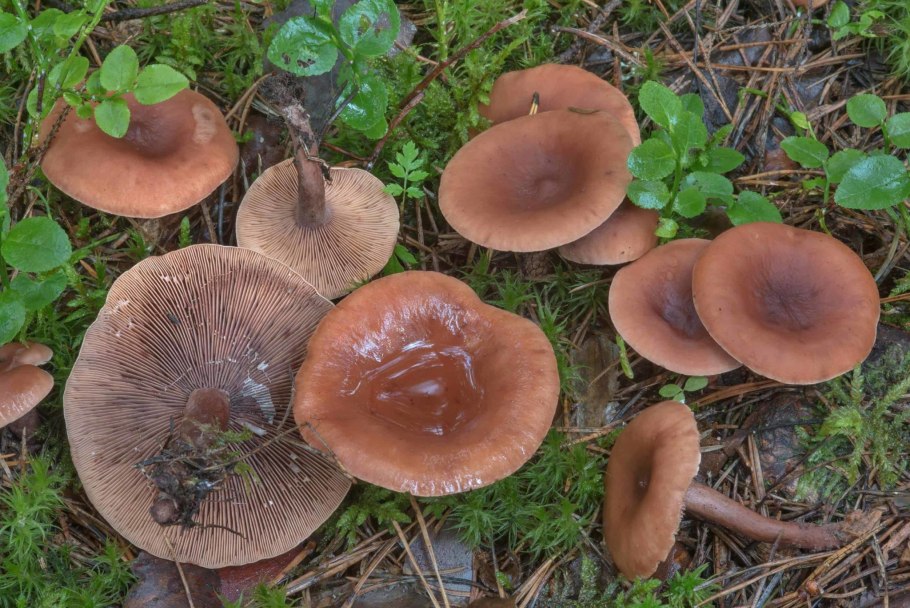 Гриб млечник камфорный