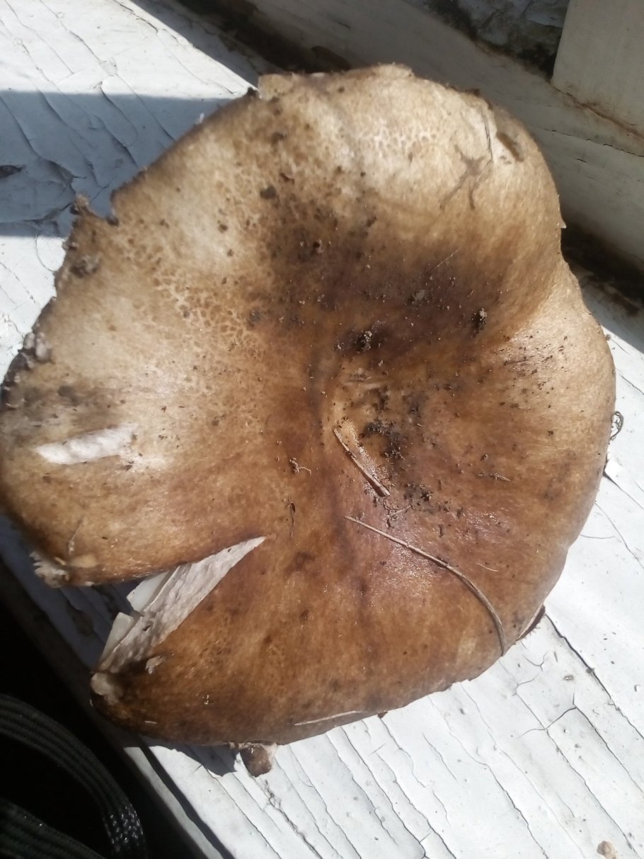 Подгруздок Russula adusta