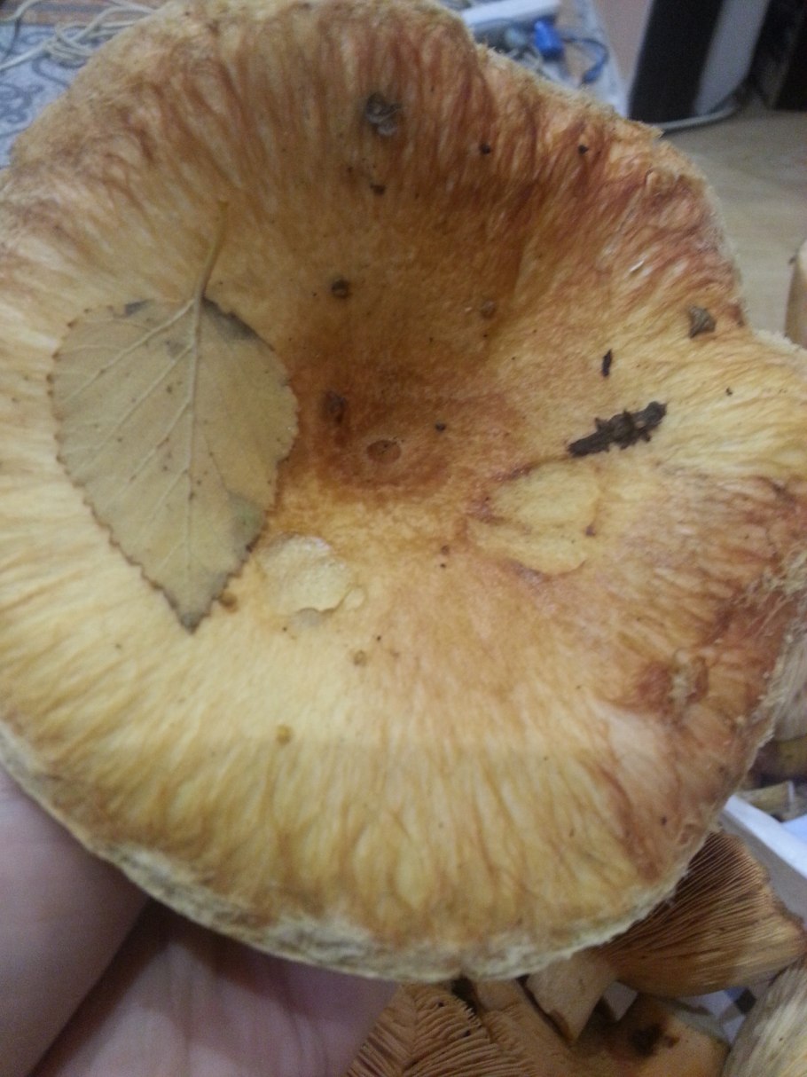 Груздь коричневый