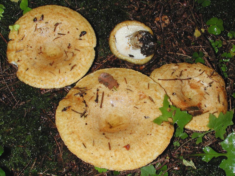 Груздь жёлтый lactarius scrobiculatus