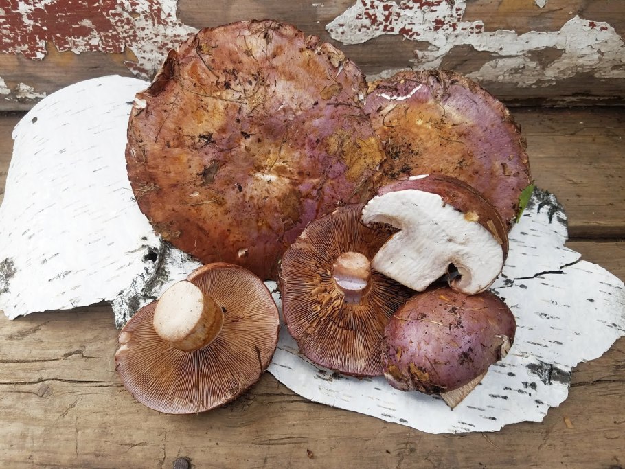 Lactarius volemus подмолочник