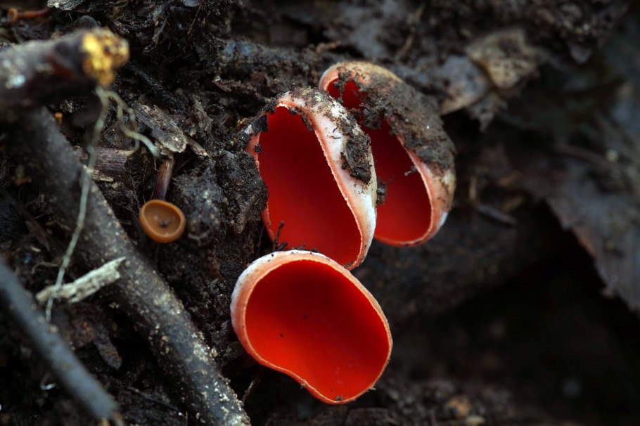 Улитка с суккулентом